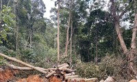 Lâm tặc ngang nhiên mở đường vào phá rừng ở Khánh Hòa
