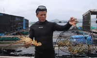 Tôm hùm chết hàng loạt trên vịnh Vân Phong chưa rõ nguyên nhân 