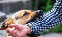 7 người dân ở Phú Yên nghi bị chó dại cắn