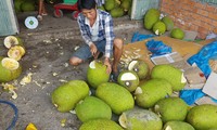 Người dân Bình Phước đổ xô trồng mít Thái vì lãi &apos;khủng&apos;