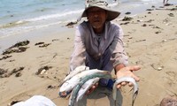 Vụ cá chết Formosa kéo tụt GDP 2016