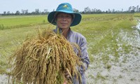 Người nông dân vất vả làm ra lúa nhưng ngày càng nghèo đi. Ảnh: Hòa Hội.