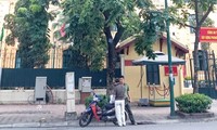 Thay thế nhiều cây sưa đỏ chục tỷ và 4.000 cây xà cừ ở Hà Nội: Xã hội hóa để không bị trục lợi