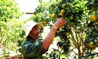 Ông Dậu đi tiên phong trồng cam canh ở xã Đông Thanh.