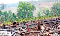 Nhiều cánh rừng tự nhiên ở Đắk Nông bị tàn phá lấy đất sản xuất.