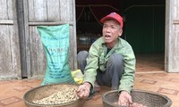 Nông dân nghèo huyện Minh Hóa điêu đứng vì “sân sau” của ông Niên cấp giống lạc thối, lép... không thể gieo trồng.
