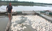 Lũ gây ngọt hóa đầm phá, gần 100 tấn cá đặc sản chết trắng