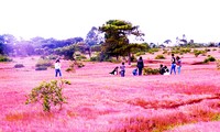 Đồi cỏ hồng tại huyện Đắk Đoa sắp bị xóa sổ bởi dự án sân golf.