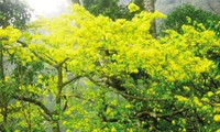 Ngày xuân, cả rừng hoa nở rộ, nhìn xa như tấm áo cà sa vàng rực phủ lên non thiêng Yên Tử.
