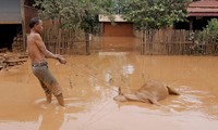 Một người dân ở huyện Sanamxay đang cố kéo con bò của gia đình đã bị chết đuối. Ảnh: AFP/Nation.