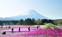 Vườn hoa nhìn ra núi Phú Sĩ. Ảnh: kyodo.
