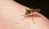 Tháng 3, thả muỗi Wolbachia diệt muỗi sốt xuất huyết