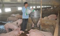 Bộ trưởng NN&PTNT Nguyễn Xuân Cường cảnh báo và đề nghị các doanh nghiệp đầu ngành chăn nuôi giảm giá lợn trong tuần tới Ảnh: Bình Phương 