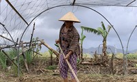 Các hộ nông dân ở HTX Rau Túy Loan (huyện Hòa Vang) tất bật chuẩn bị đất trồng để canh tác vụ mới, trước mắt là trồng rau ngắn ngày, sau đó “ngóng” trời để xuống giống vụ Tết. Ảnh: Giang Thanh 