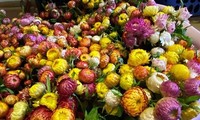 Thị trường ngày 22/1: Thanh long rớt giá, hoa cúc không tàn hút khách dịp cận Tết
