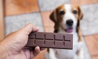 Tại sao chó không được phép ăn socola?