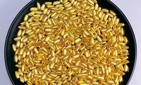 &apos;Sốt&apos; hạt gạo vàng giá 1 triệu đồng/hạt