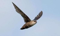 Loài chim &apos;không chân&apos;, ăn uống và giao phối ngay trên không trung
