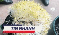 TIN NHANH: Tràn lan hóa chất 'nước kẹo' ngâm giá đỗ; Tiết lộ đáng sợ của nhân viên hãng Jeju Air