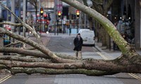 Một cây lớn bị quật đổ do gió bão tại Anh. Ảnh: Getty.