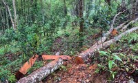 Phá rừng phòng hộ, 2 cá nhân ở Yên Bái bị phạt gần 400 triệu đồng 