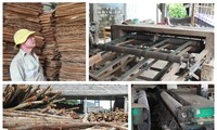 Nhiều cơ sở chế biến gỗ dừng hoạt động