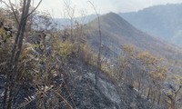 Cháy rụi 2,5ha rừng tái sinh tại Mù Cang Chải
