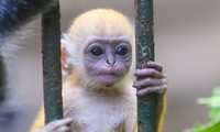 Chú khỉ con ở Thảo Cầm Viên có gì đặc biệt mà gây &apos;sốt&apos; mạng xã hội?