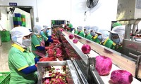 Chuẩn bị lô nông sản xuất khẩu đầu tiên trong năm mới, nhiều DN làm việc xuyên Tết