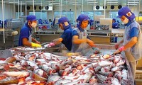Xuất khẩu cá tra sang EU tăng trưởng mạnh nhất sau 2 năm