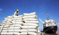 Giá gạo xuất khẩu Việt Nam vượt xa Thái Lan