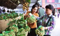 Hàng loạt trái cây Việt Nam sắp được xuất khẩu chính ngạch sang Mỹ, EU, Nhật, Hàn
