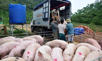 Siết chặt lợn xuất lậu qua biên giới, giá lợn hơi đột ngột giảm mạnh 