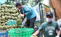 Nhiều đơn vị mạo danh mã số vùng trồng xuất khẩu sầu riêng sang Trung Quốc