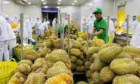 Siết chặt việc kiểm tra mã số vùng trồng sầu riêng xuất khẩu sang Trung Quốc