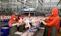 Chi hàng tỷ USD nhập khẩu thịt khi gà, lợn trong nước vừa rẻ vừa ế 