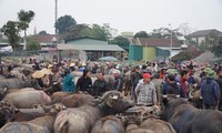 Bộ Nông nghiệp ra văn bản khẩn về việc trâu bò nhập lậu chứa chất cấm