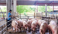  Hiệp hội chăn nuôi Đồng Nai &apos;kêu cứu’