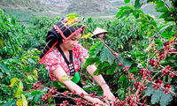 EU cấm nhập khẩu cà phê, cao su trồng tại vùng đất rừng suy thoái 
