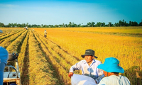 Sẽ lập &apos;trật tự&apos; xuất khẩu gạo bằng việc áp giá sàn?