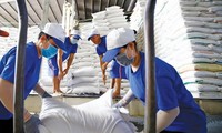 Giá gạo Việt Nam xuất khẩu cao nhất trong 10 năm