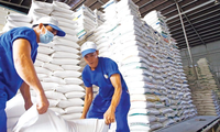 Xuất khẩu giá cao nhưng gạo Việt không đủ để bán