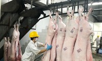 Giá lợn hơi tăng mạnh, sắp cán mốc 70.000 đồng/kg