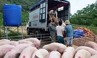 Thủ tướng: Ngăn chặn lợn nhập lậu qua biên giới