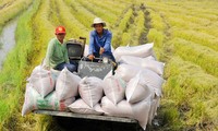 Các nước cấm xuất khẩu gạo, Bộ Nông nghiệp đề xuất gì với Thủ tướng?
