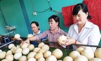 Mỹ chính thức nhập khẩu dừa Việt Nam