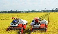 Vì sao xuất khẩu gạo cao kỷ lục, doanh nghiệp vẫn lãi ‘mỏng như lá lúa’?