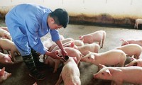 Lý do người chăn nuôi &apos;né&apos; vắc xin dịch tả lợn châu Phi
