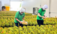 Lý do Việt Nam tăng mạnh xuất khẩu rau quả sang Trung Quốc 