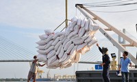Doanh nghiệp xuất khẩu gạo trúng thầu nhiều lô hàng lớn vẫn… thua lỗ